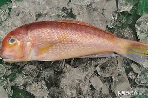 魚類有哪些|我們常吃的33種海魚名稱和圖片大全，你認識多少種、。